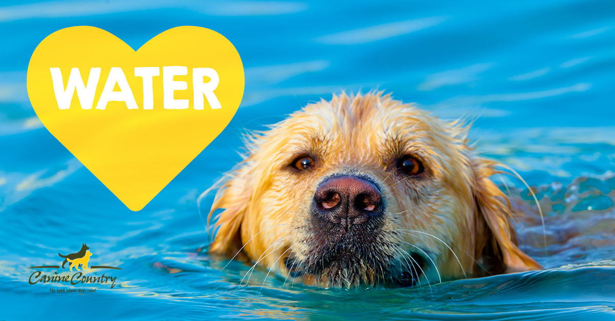Want a Canine Co-Captain? 14 Dog Breeds that Love to Swim