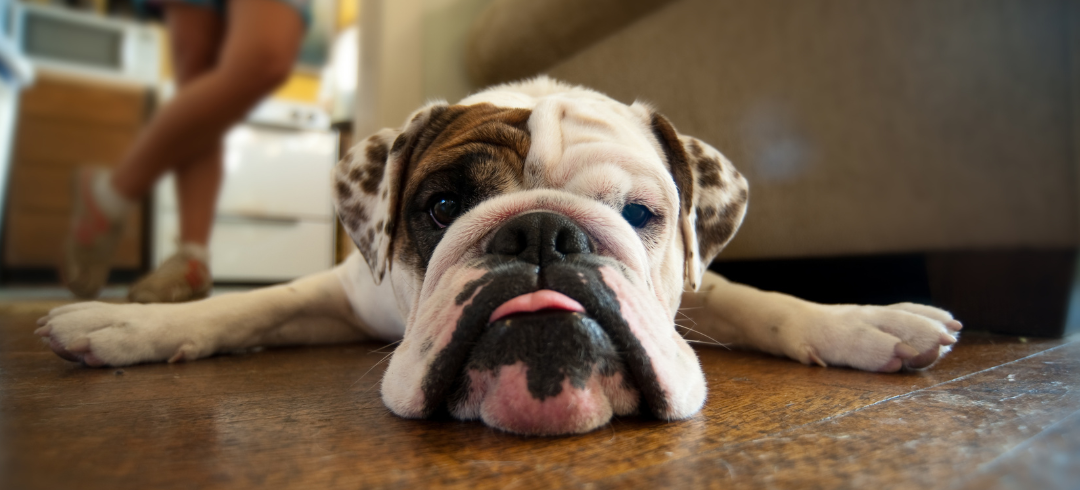 The Most Calming Dog Breeds