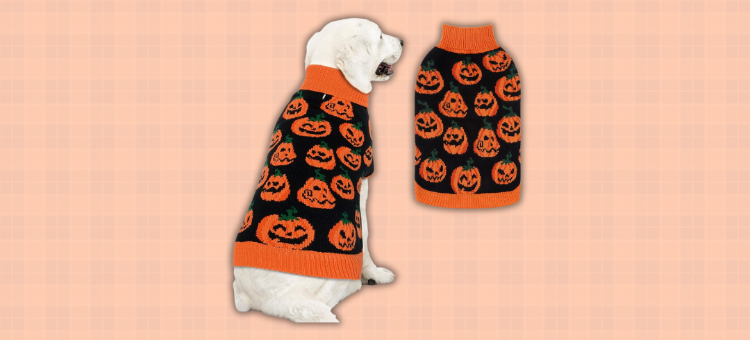 Dog Gear for Spooky Season
