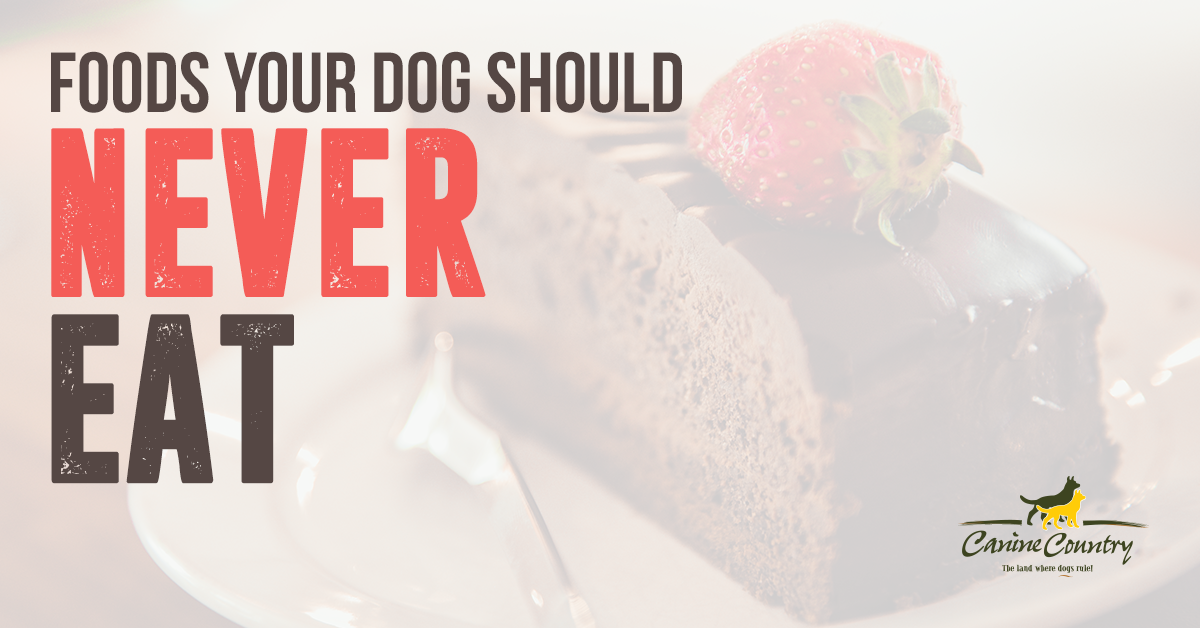 what foods your dog should never eat