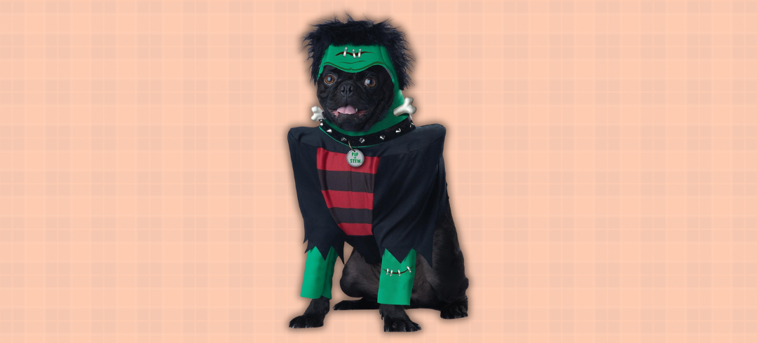 Dog Gear for Spooky Season