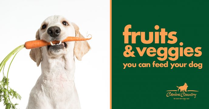 Fruits & Vegetables You Can Feed Your Dog