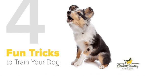 fun tricks to train your dog