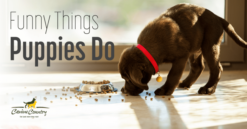 funny things puppies do