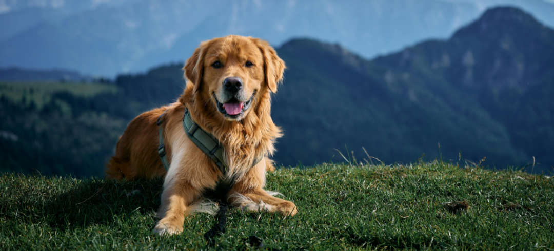 The Most Calming Dog Breeds