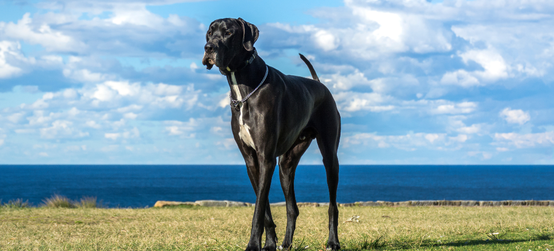 The Most Calming Dog Breeds