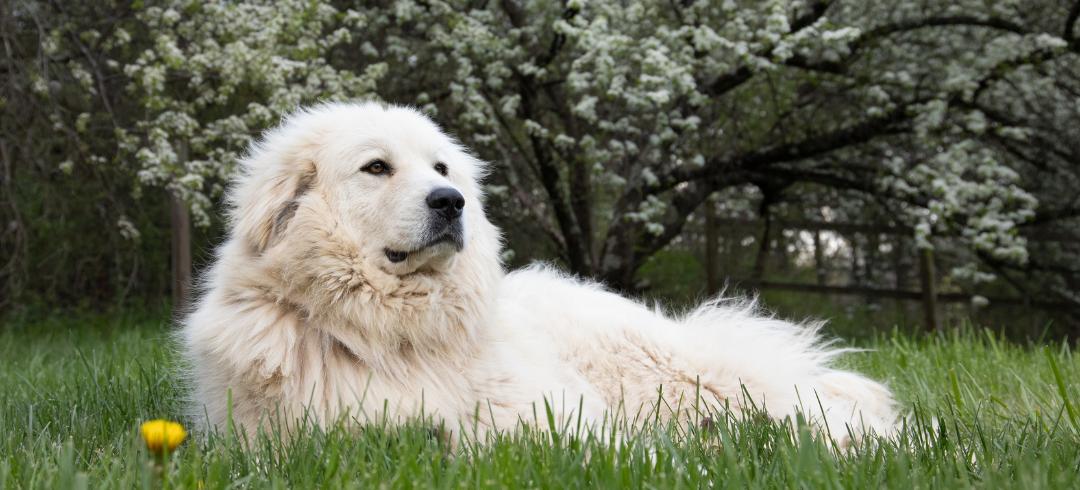 The Most Calming Dog Breeds