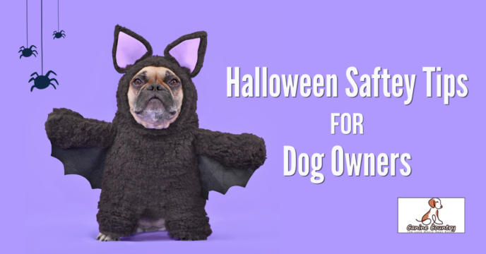 Halloween Safety Tips for Dog Owners