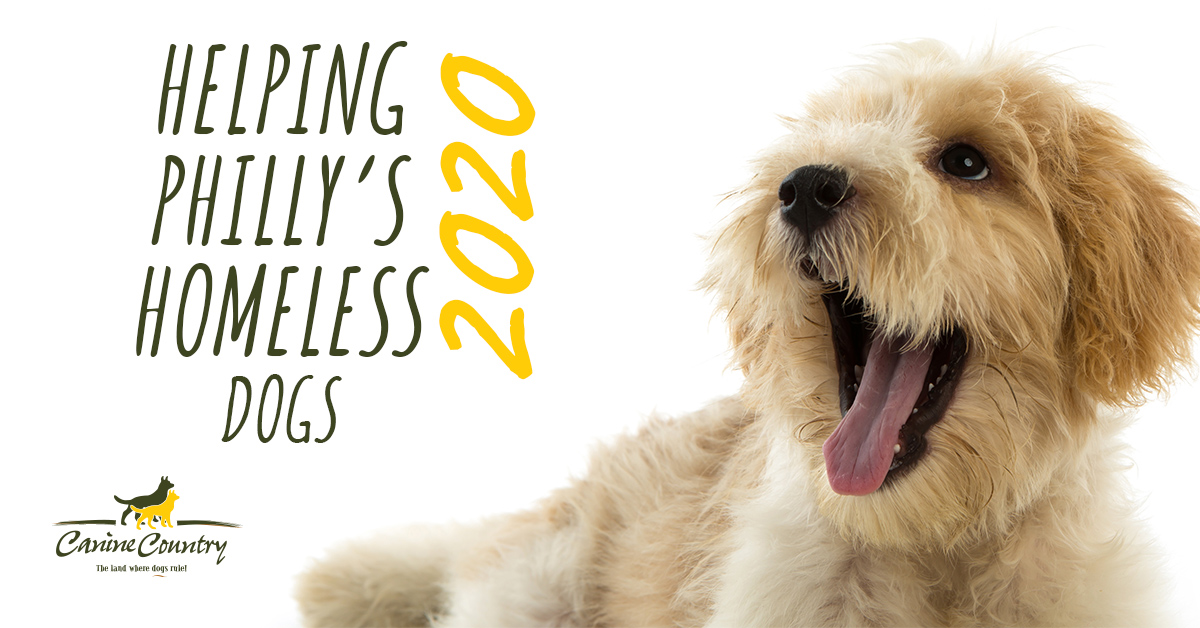 Helping Philly's Homeless Dogs in 2020 Canine Country