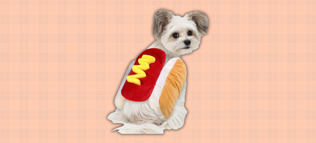 Dog Gear for Spooky Season