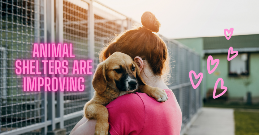 How Animal Shelters are Improving - Canine Country