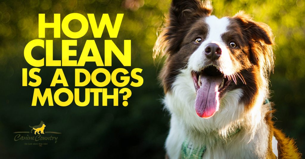 How Clean is a Dog's Mouth Canine Country