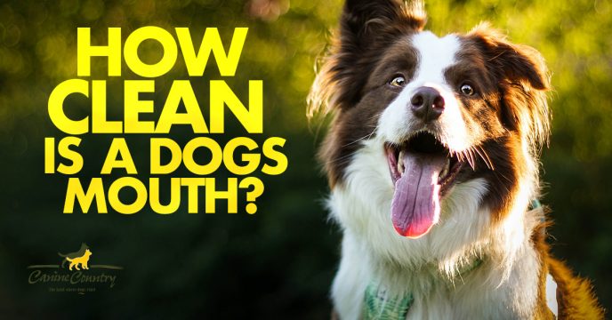 How Clean is a Dogs Mouth?