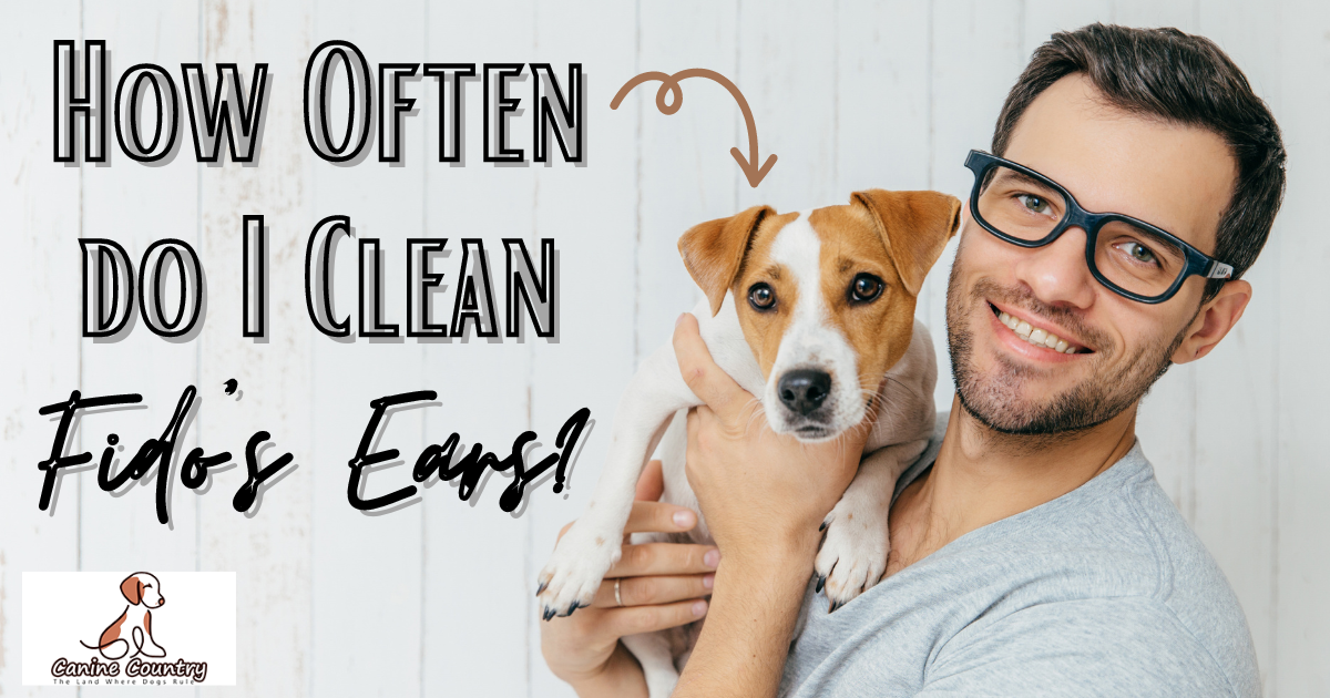 Image showcasing How Often Should I Clean My Dog's Ears? - Canine Country