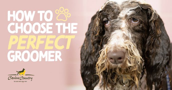 How to Choose a Great Dog Groomer