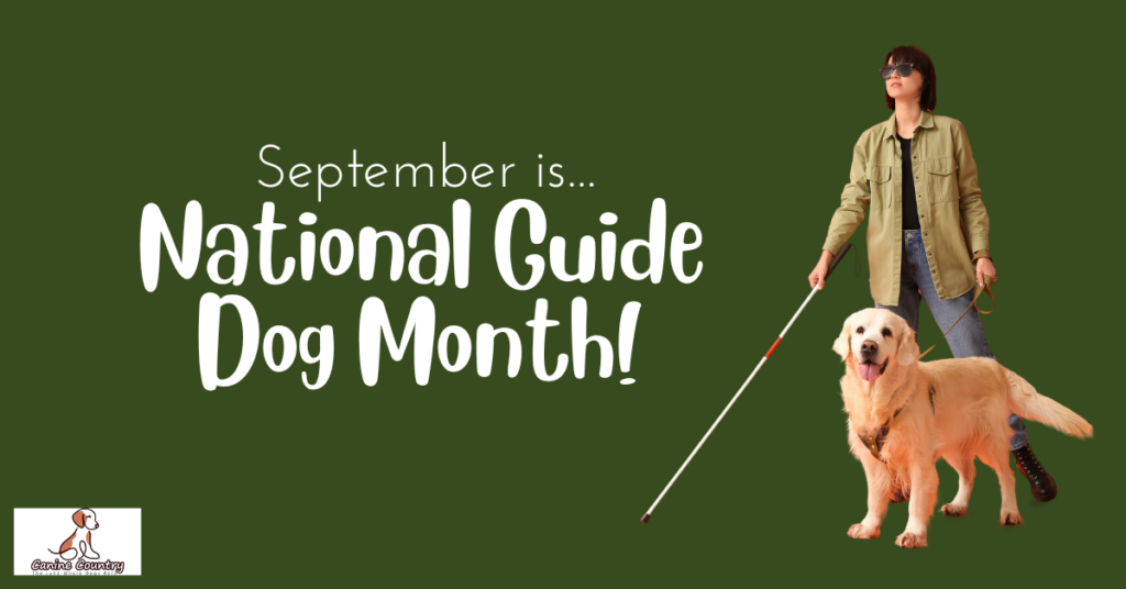 Show Your Support for National Guide Dog Month Canine Country