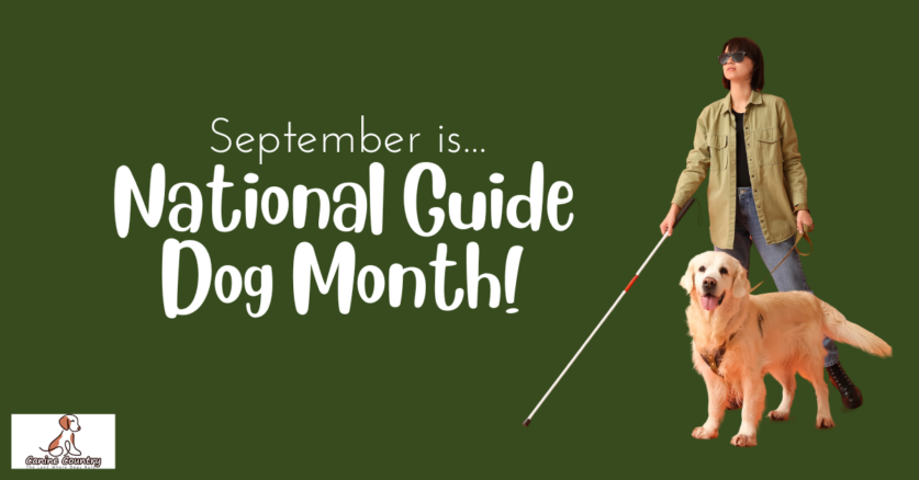 How You Can Show Your Support During National Guide Dog Month