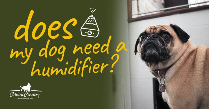 Does My Dog Need a Humidifier