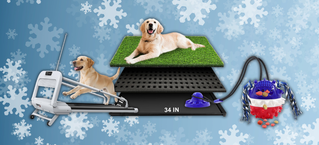 Protecting Your Dog from the Snow & Ice