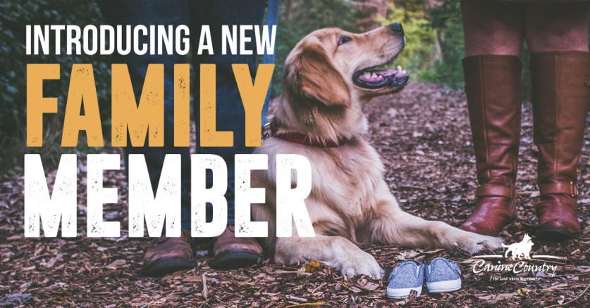 Introducing a new Family Member to your Dog.