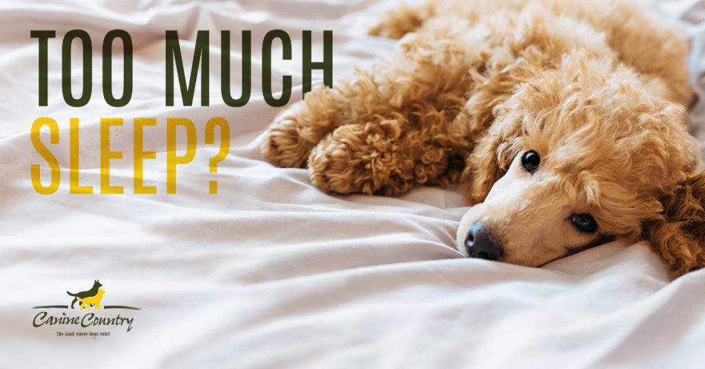 Is My Dog Sleeping Too Much? Canine Country