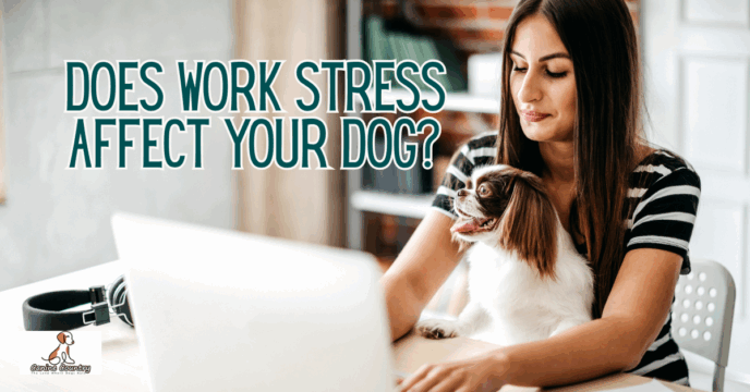 Is Stress from Work Affecting Your Dog?