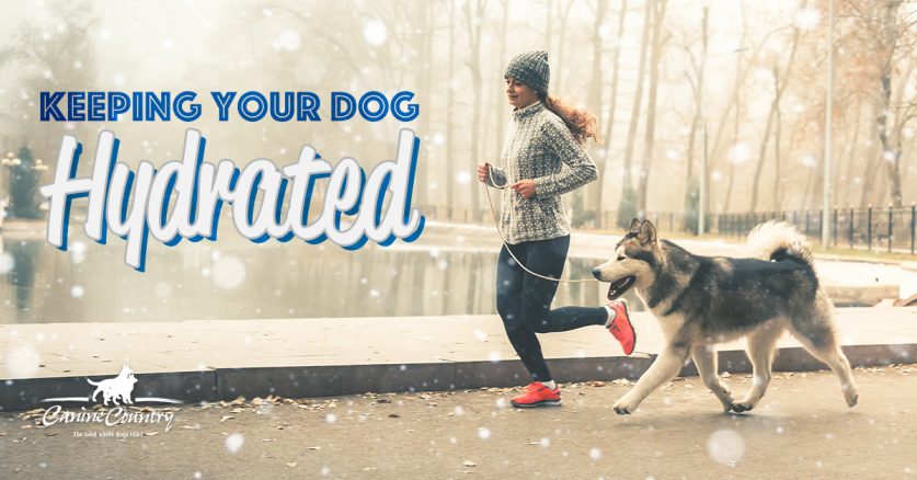 Keeping Your Dog Hydrated During the Winter