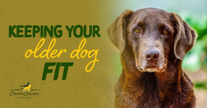 Keeping Your Older Dog Fit