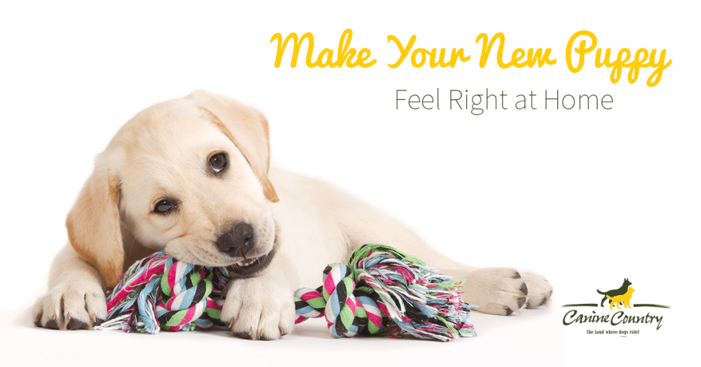 How to Make Your New Puppy Feel Right at Home Canine Country