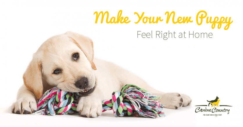 make your new puppy feel at home