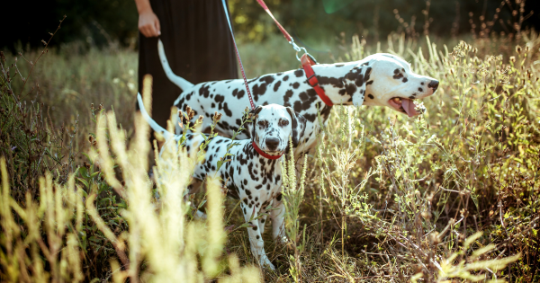 The History of Dalmatians as Firehouse Dogs