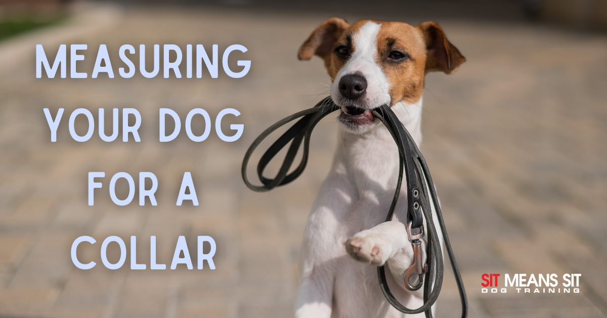 How to Measure Fido for a Collar Canine Country