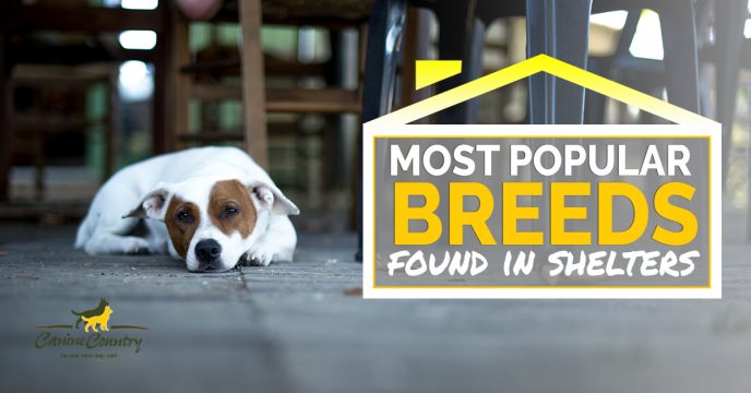 The Most Popular Breeds Found in Shelters
