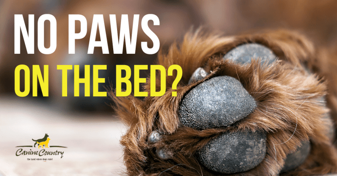 no paws on the bed