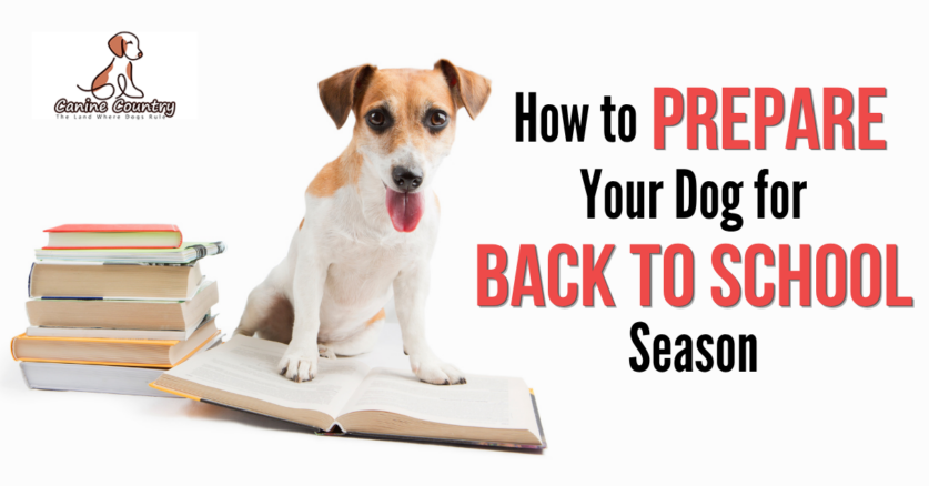 How to Prepare Your Dog for Back to School Season