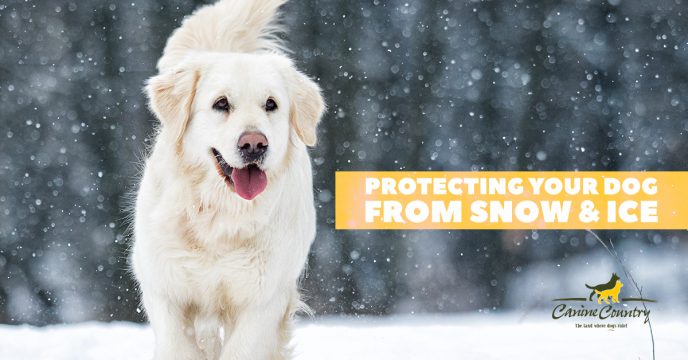 Protecting Your Dog in Snow & Ice