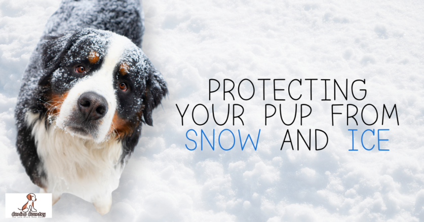 Protecting Your Dog from the Snow & Ice