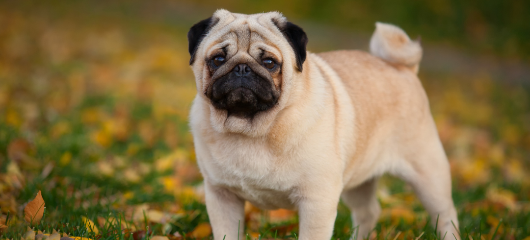 The Most Calming Dog Breeds