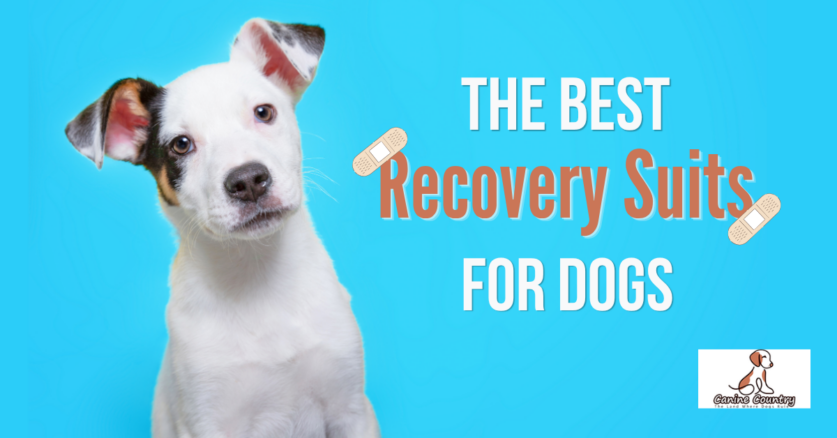 The Best Recovery Suits for Dogs