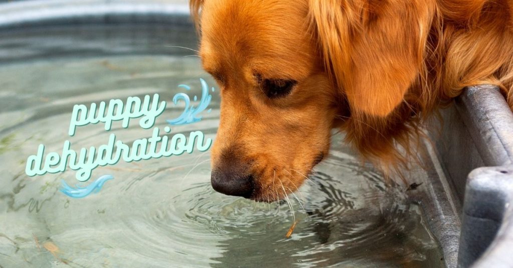 Signs & Causes of Puppy Dehydration Canine Country