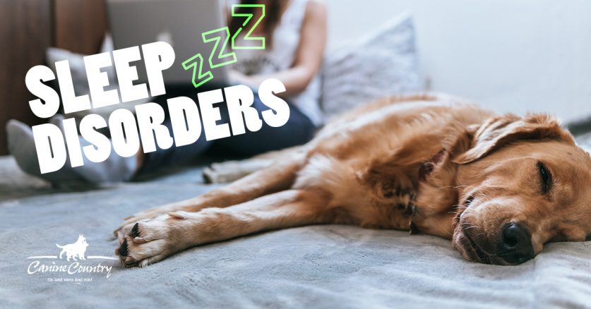 Sleep Disorders in Dogs