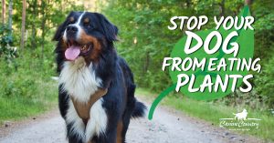 Stop Your Dog from Eating Plants - Canine Country