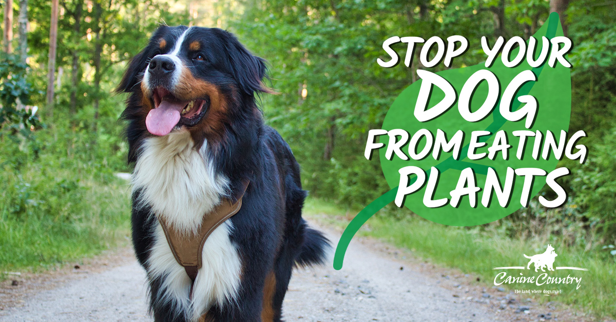 Stop Your Dog From Eating Plants Canine Country