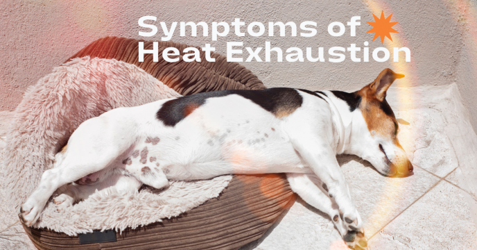 Symptoms Of Heat Exhaustion
