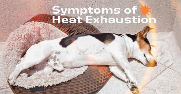 symptoms-of-heat-exhaustion-canine-country