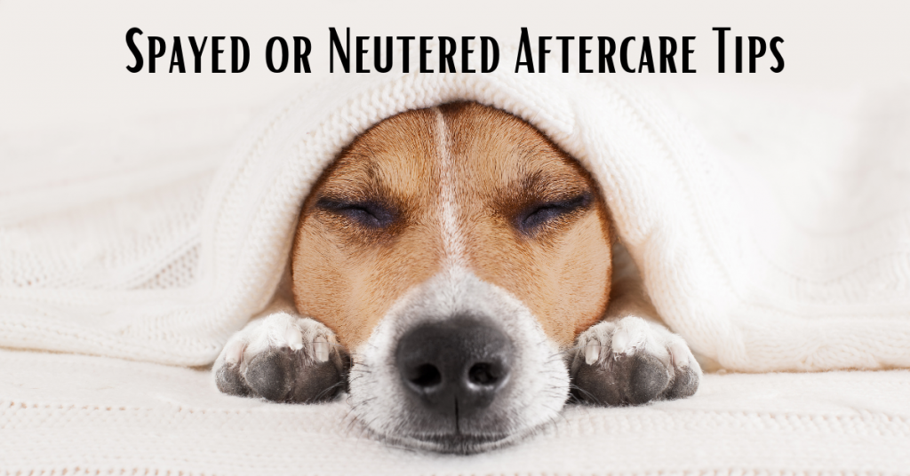 Taking Care of Your Dog After They're Spayed or Neutered Canine Country