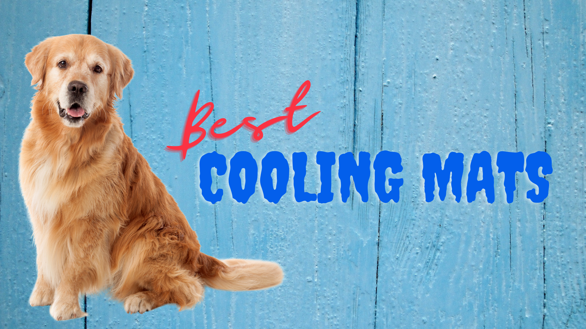 https://caninecountry.org/wp-content/uploads/the-best-cooling-mats-for-dogs.png