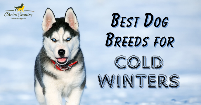 The Best Dog Breeds for Cold Winters