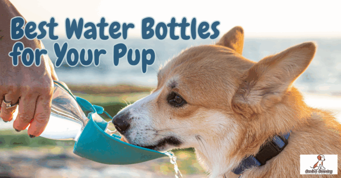 The Best Water Bottles for Dogs