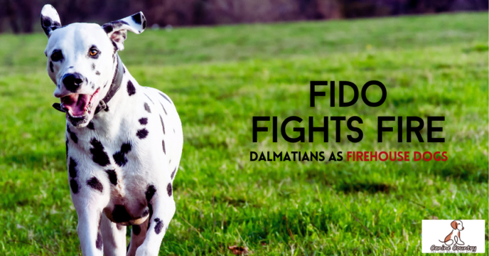 The History of Dalmatians as Firehouse Dogs